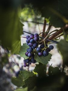 Preview wallpaper grapes, vine, fruits, berries, leaves