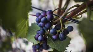 Preview wallpaper grapes, vine, fruits, berries, leaves