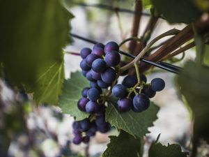 Preview wallpaper grapes, vine, fruits, berries, leaves