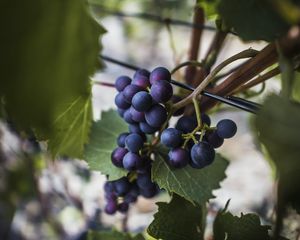 Preview wallpaper grapes, vine, fruits, berries, leaves