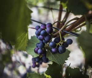 Preview wallpaper grapes, vine, fruits, berries, leaves