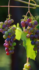 Preview wallpaper grapes, vines, berries