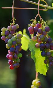 Preview wallpaper grapes, vines, berries