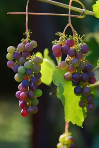 Preview wallpaper grapes, vines, berries