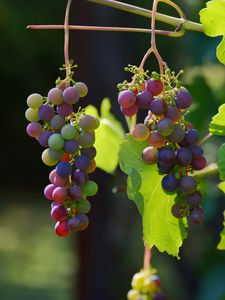 Preview wallpaper grapes, vines, berries