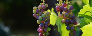 Preview wallpaper grapes, vines, berries