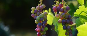 Preview wallpaper grapes, vines, berries