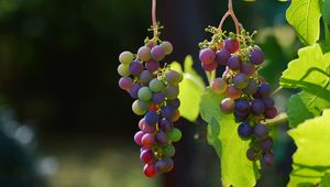 Preview wallpaper grapes, vines, berries