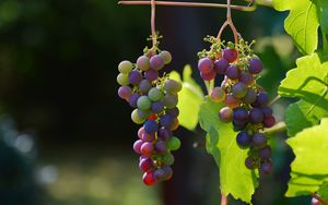 Preview wallpaper grapes, vines, berries