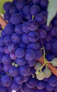 Preview wallpaper grapes, vines, twigs, berry, ripe