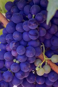 Preview wallpaper grapes, vines, twigs, berry, ripe