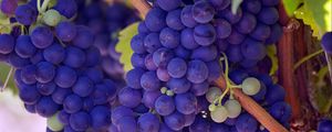 Preview wallpaper grapes, vines, twigs, berry, ripe