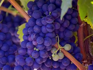 Preview wallpaper grapes, vines, twigs, berry, ripe