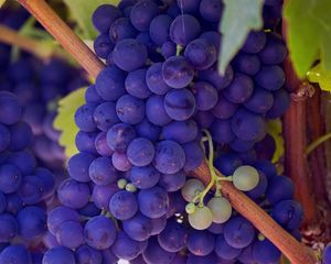 Preview wallpaper grapes, vines, twigs, berry, ripe