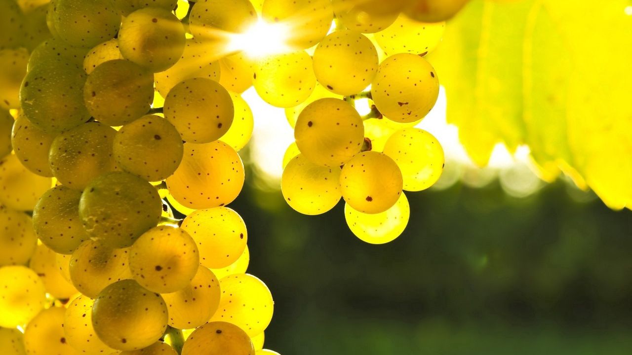 Wallpaper grapes, yellow, rod, sun, light