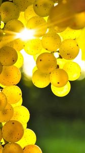 Preview wallpaper grapes, yellow, rod, sun, light