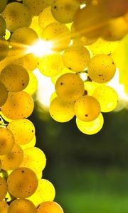 Preview wallpaper grapes, yellow, rod, sun, light