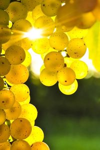 Preview wallpaper grapes, yellow, rod, sun, light