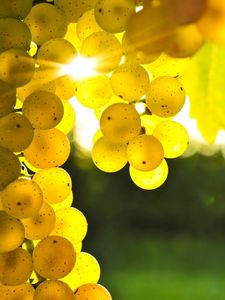 Preview wallpaper grapes, yellow, rod, sun, light