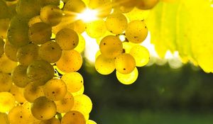 Preview wallpaper grapes, yellow, rod, sun, light