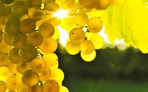 Preview wallpaper grapes, yellow, rod, sun, light