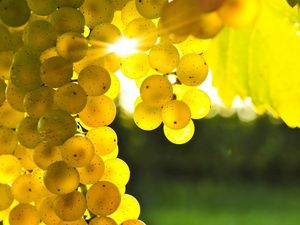 Preview wallpaper grapes, yellow, rod, sun, light