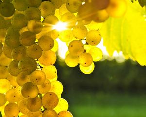 Preview wallpaper grapes, yellow, rod, sun, light