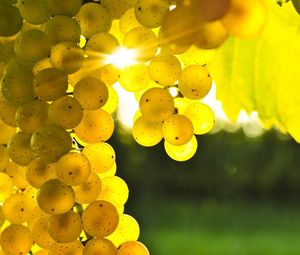 Preview wallpaper grapes, yellow, rod, sun, light