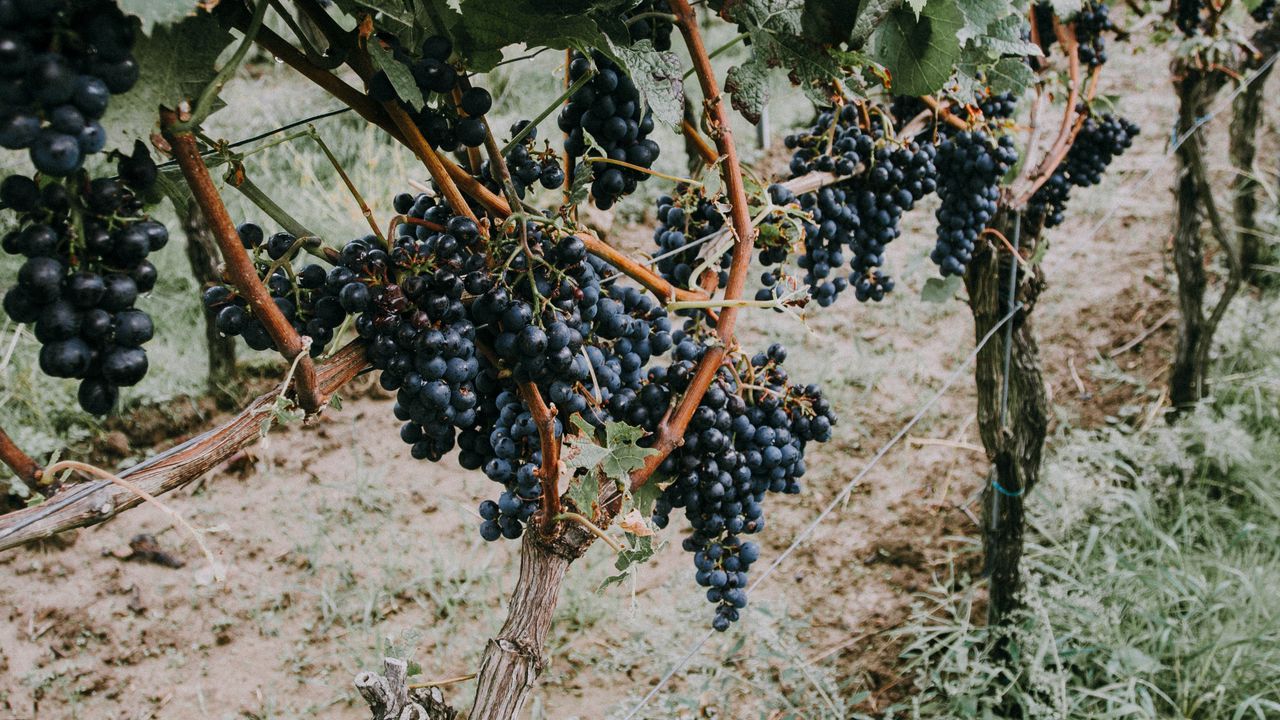 Wallpaper grapevine, grapes, berries