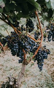 Preview wallpaper grapevine, grapes, berries