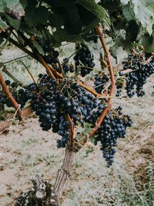 Preview wallpaper grapevine, grapes, berries