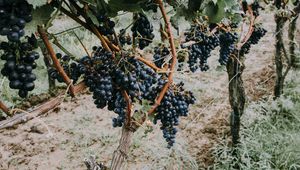 Preview wallpaper grapevine, grapes, berries