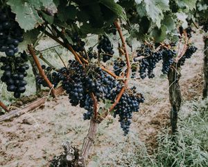 Preview wallpaper grapevine, grapes, berries