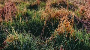 Preview wallpaper grass, autumn, dawn