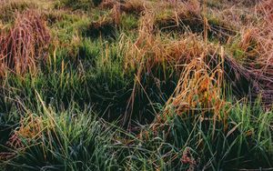 Preview wallpaper grass, autumn, dawn