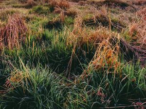Preview wallpaper grass, autumn, dawn