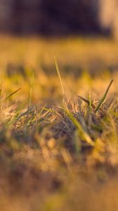 Preview wallpaper grass, autumn, dry, fine, clearing