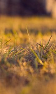 Preview wallpaper grass, autumn, dry, fine, clearing