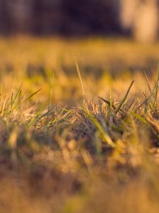 Preview wallpaper grass, autumn, dry, fine, clearing