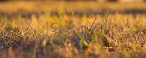 Preview wallpaper grass, autumn, dry, fine, clearing