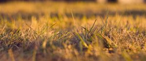 Preview wallpaper grass, autumn, dry, fine, clearing