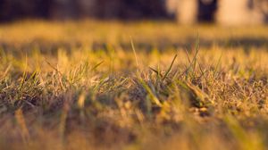 Preview wallpaper grass, autumn, dry, fine, clearing