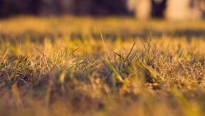 Preview wallpaper grass, autumn, dry, fine, clearing