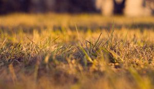 Preview wallpaper grass, autumn, dry, fine, clearing