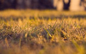 Preview wallpaper grass, autumn, dry, fine, clearing