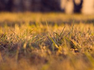 Preview wallpaper grass, autumn, dry, fine, clearing