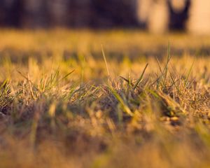 Preview wallpaper grass, autumn, dry, fine, clearing