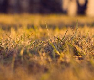 Preview wallpaper grass, autumn, dry, fine, clearing