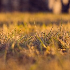 Preview wallpaper grass, autumn, dry, fine, clearing