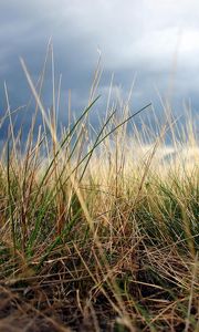 Preview wallpaper grass, autumn, earth, macro